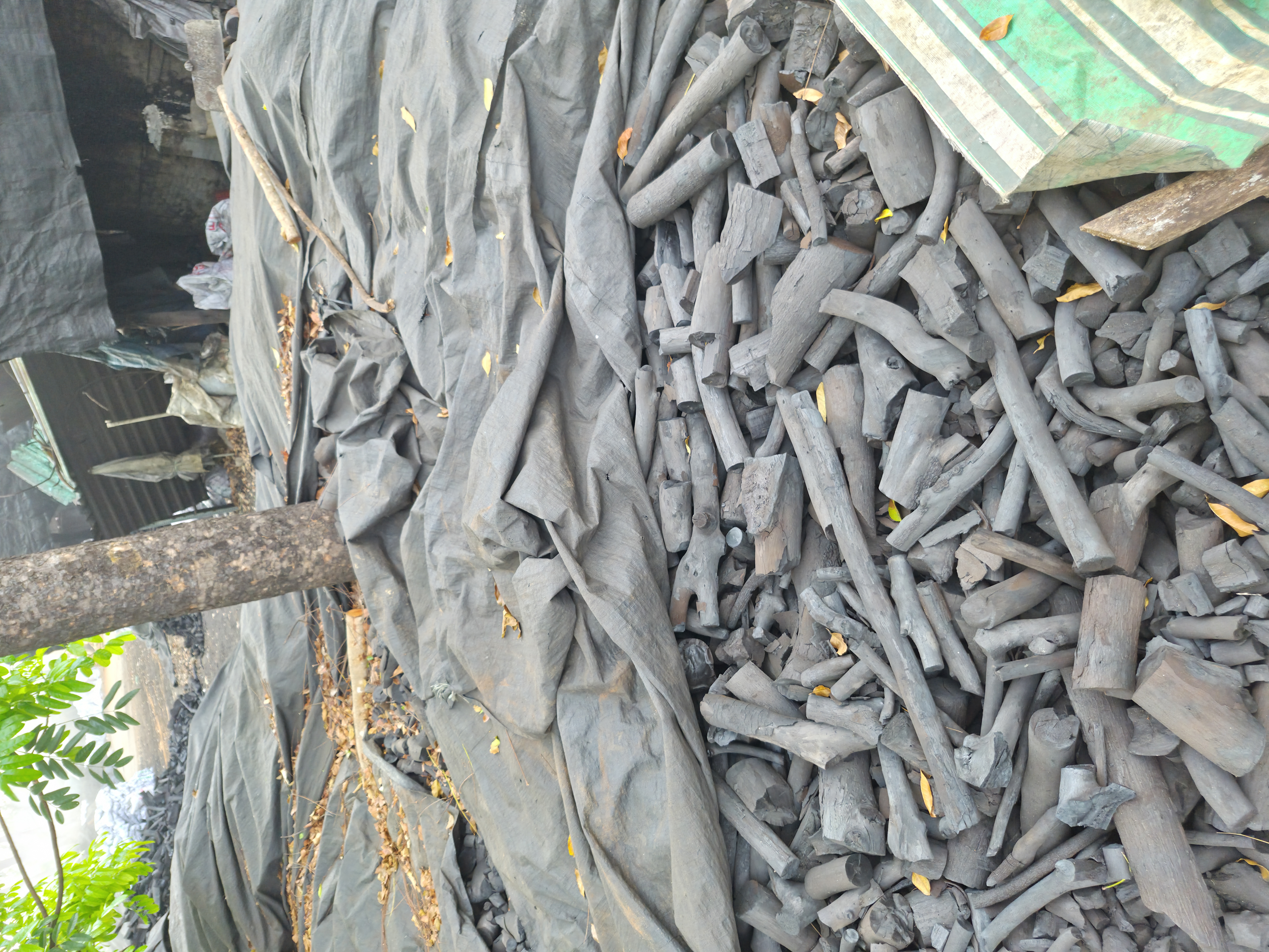 Premium Casuarina Charcoal 1