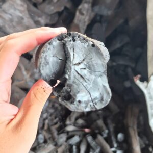 CASUARINA CHARCOAL 4 LamianGlobal than phi lao anh can