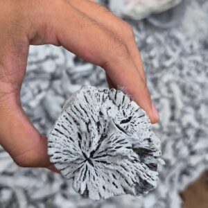 LYCHEE CHARCOAL 4 LamianGlobal than vai trang anh can 2