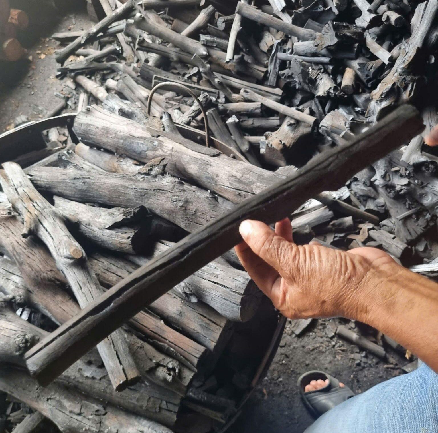 Hand holding a long, fully carbonized premium mangrove charcoal stick to check quality