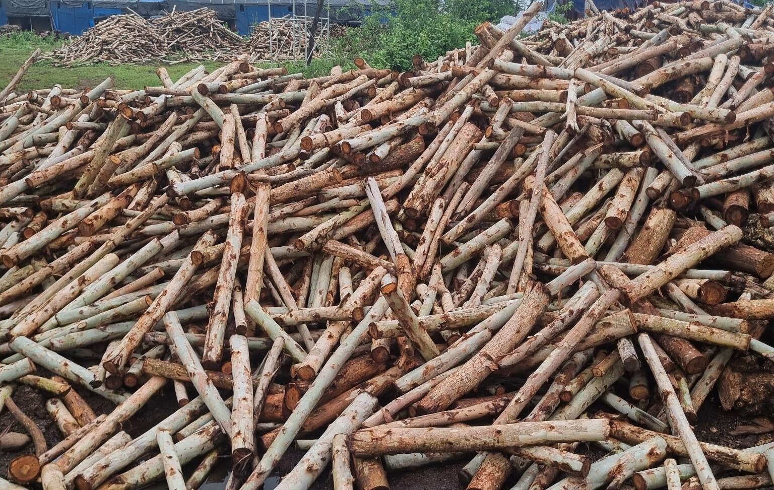 Why Top Yakitori Chefs Prefer Binchotan Charcoal 3 Dense hardwood used for premium Binchotan charcoal production
