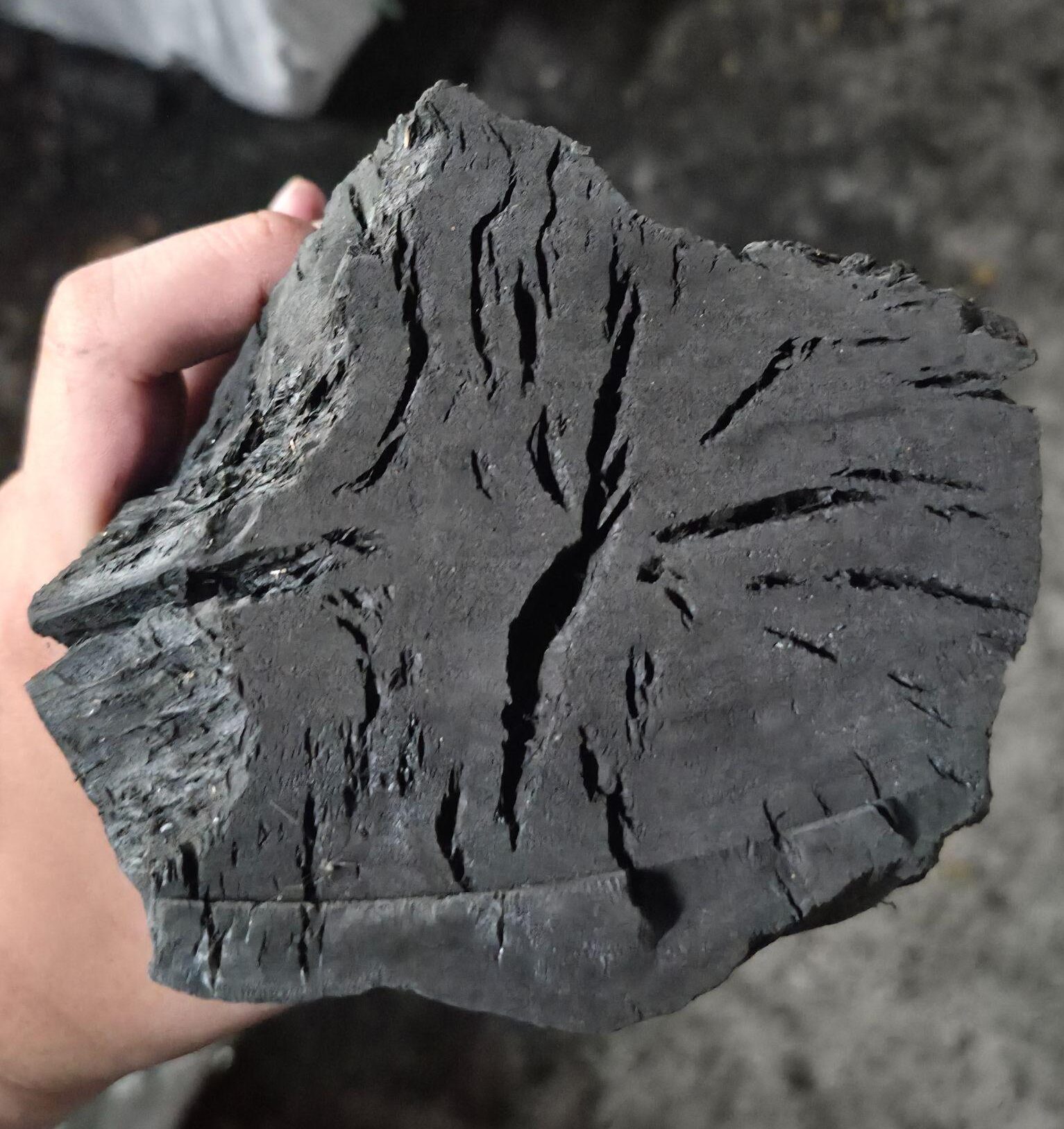 Wood Types for Black Charcoal: Why Density and Cellular Structure Matter